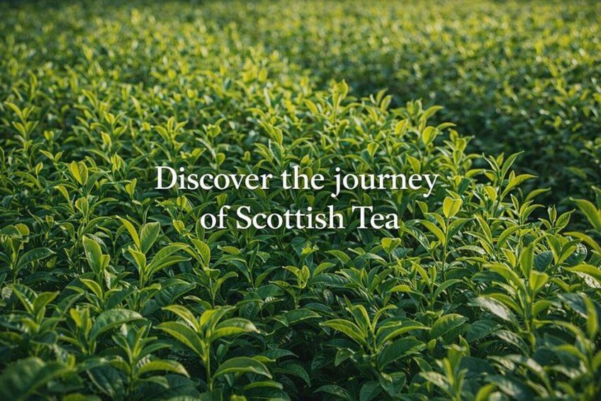 A lush tea plantation with dense green foliage. 3