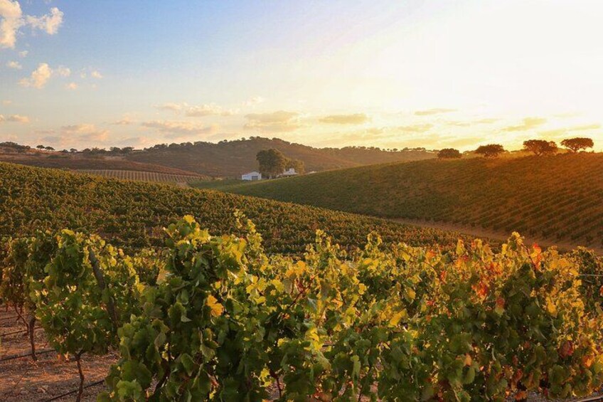 A vineyard with rows of grapevines under a clear sky. 2