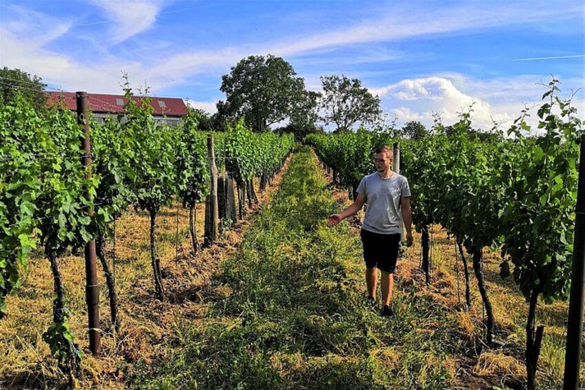 A vineyard with rows of grapevines and a person walking between them. 1