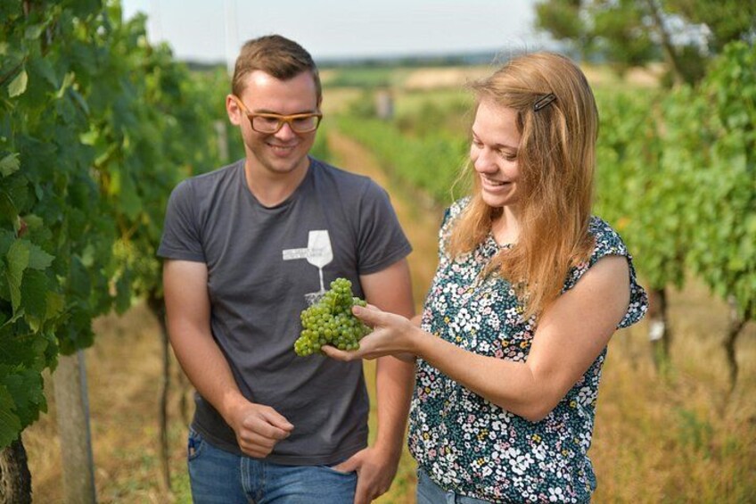 Two people in a vineyard holding grapes. 5