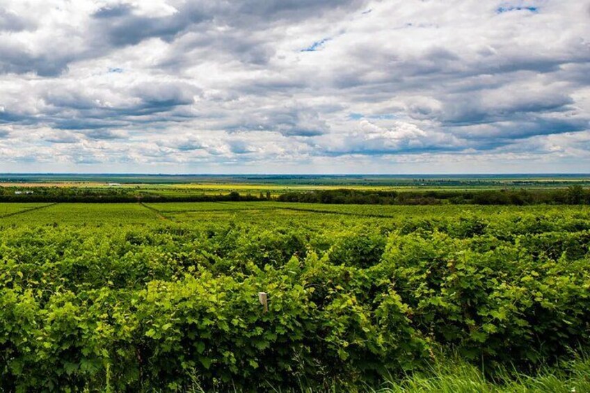 A vineyard under a cloudy sky. 2