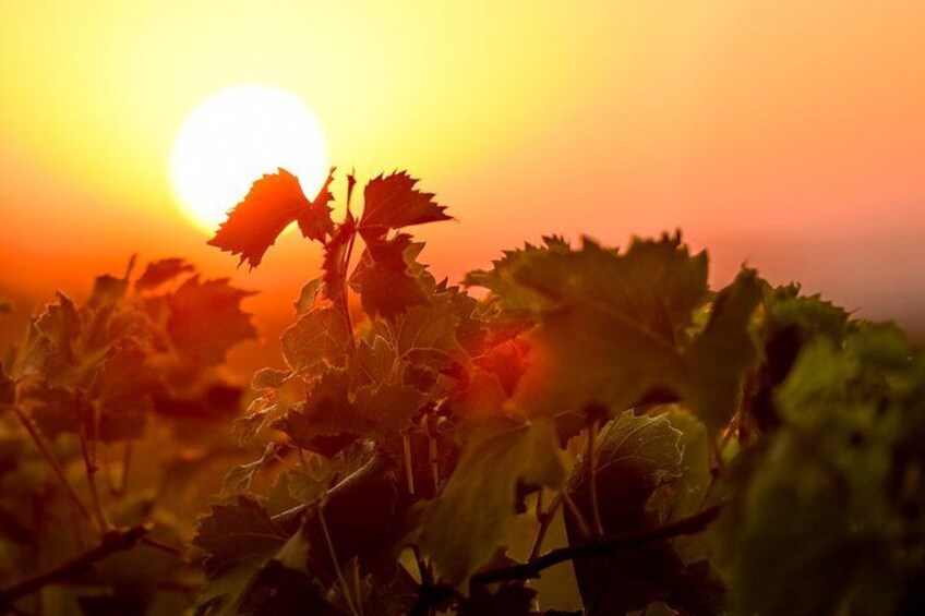 Grapevines silhouetted against a sunset. 3