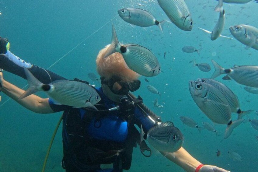 A person scuba diving surrounded by fish. 2