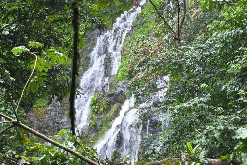 A waterfall surrounded by dense forest. 1