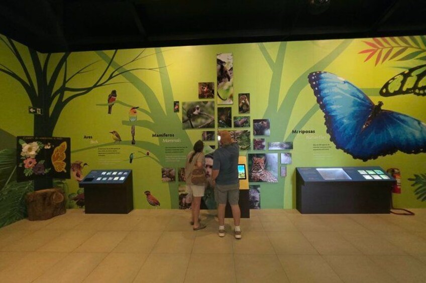 An indoor exhibit with educational displays, including a large butterfly and various animal illustrations. 3
