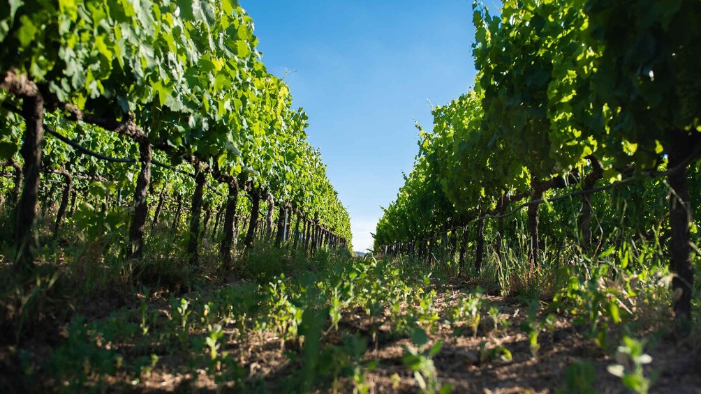 A vineyard with rows of grapevines under a clear blue sky. 1