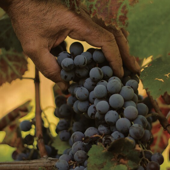 A hand holding a bunch of dark purple grapes. 3