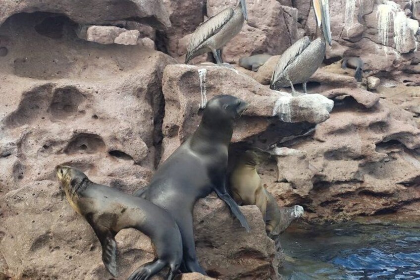 A sea lion resting on a rocky surface with a pool of water nearby. 5
