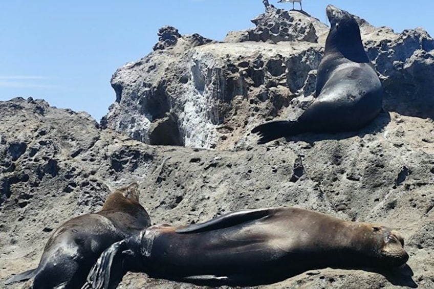 Two seals resting on a rocky beach. 2