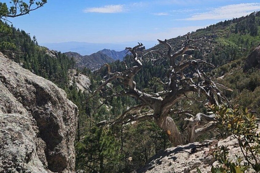 A dead tree on a rocky hillside with a mountainous landscape in the background. 4