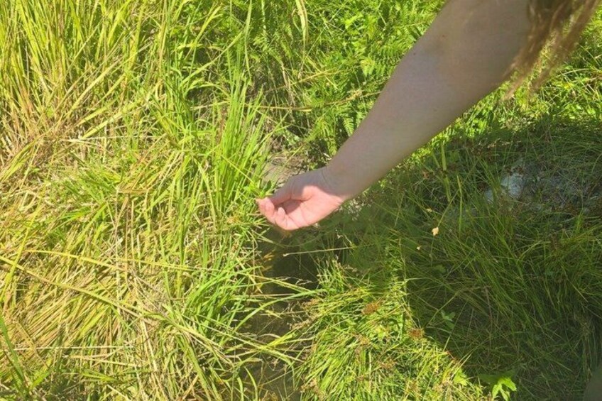 A hand holding a small object amidst tall green grass. 5