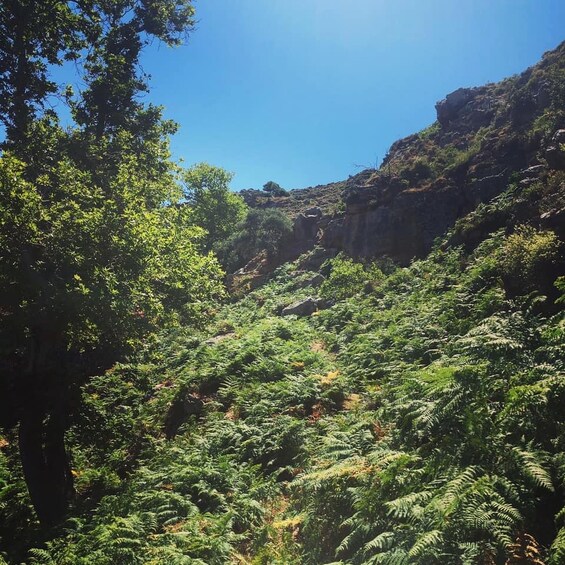 A dense forest with ferns and trees under a clear blue sky. 4