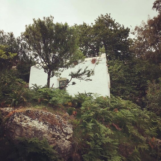 A white building surrounded by dense green foliage and a large tree. 2