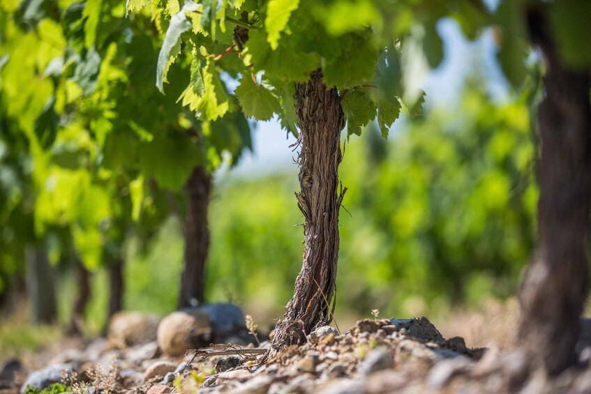 A vineyard with rows of grapevines. 2