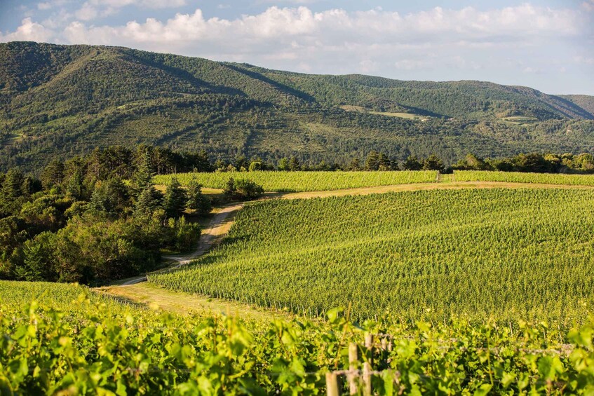 A vineyard with rows of grapevines, a dirt path, and forested hills in the background. 4