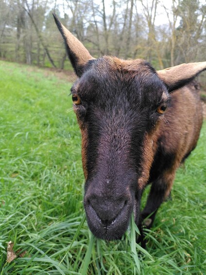 Una cabra pastando en un campo con árboles al fondo. 5