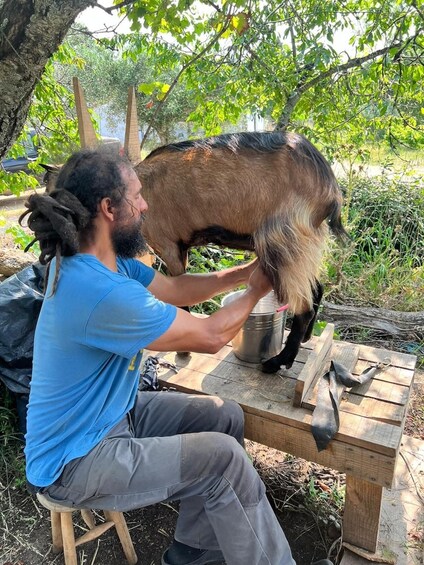 Una persona ordeña una cabra en una mesa de madera al aire libre. 3