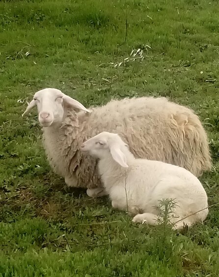 Una oveja y un cordero en un campo cubierto de hierba. 2