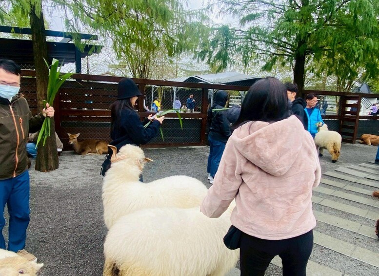A group of people interacting with sheep in an outdoor enclosure. 1