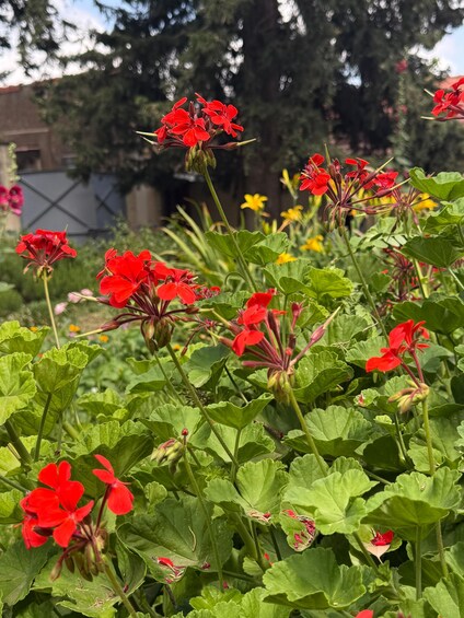 Geranios rojos con hojas verdes en un jardín. 3