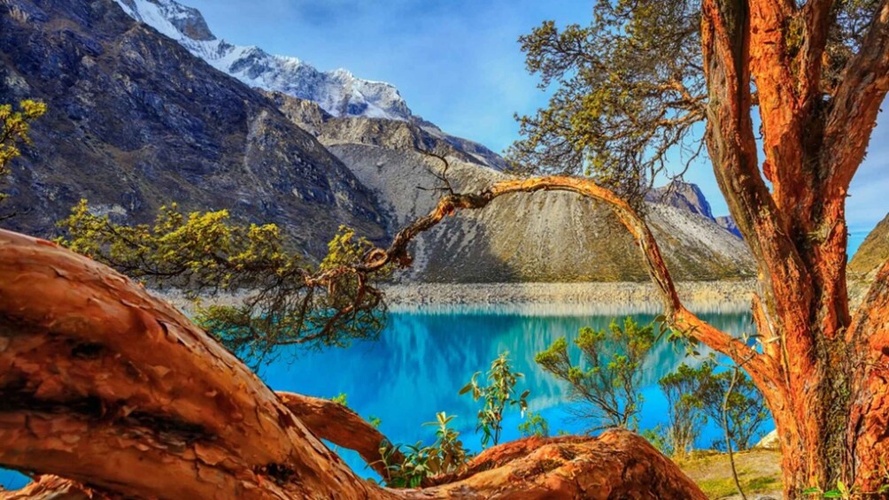 A mountainous landscape with a clear blue lake, a tree with a curved branch, and snow-capped peaks in the background. 3