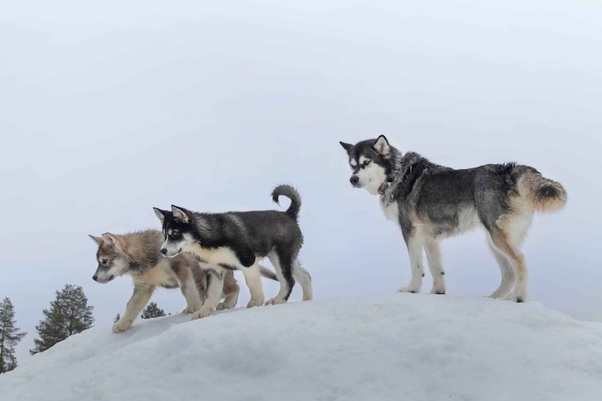 Three huskies on a snowy mountain. 2
