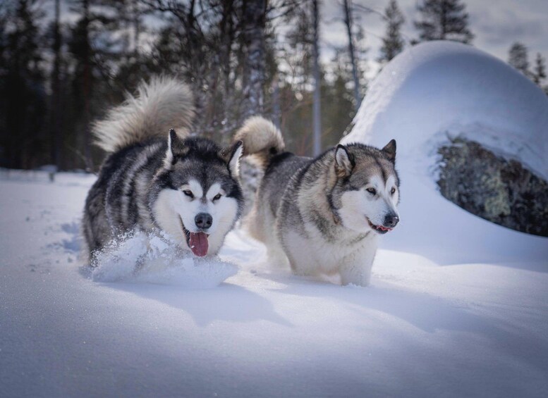 Two huskies running through snow with a snow-covered hill in the background. 1