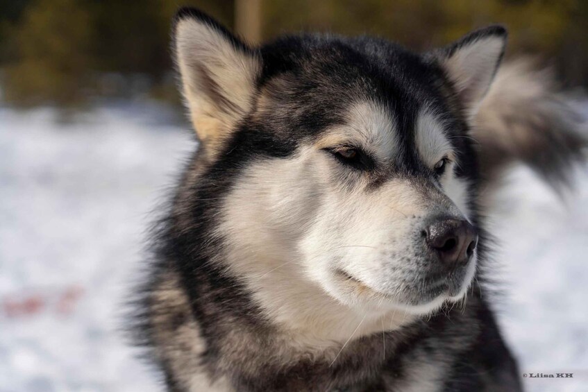 A close-up of a husky's face with snow in the background. 4
