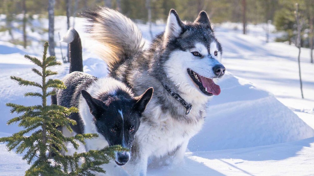 Two huskies running in a snowy landscape with trees. 5