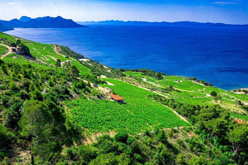A coastal landscape with vineyards and a view of the sea and mountains. 3