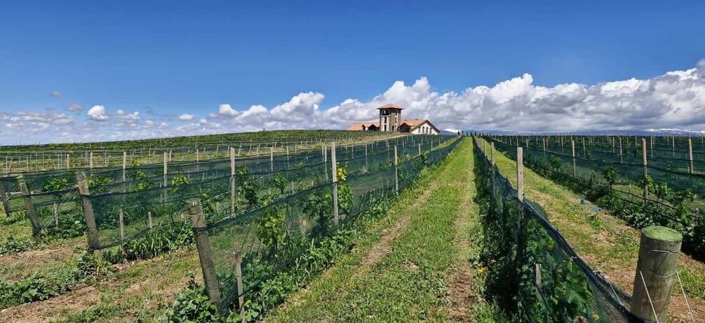 A vineyard with rows of grapevines, a fence, and a building in the background. 2