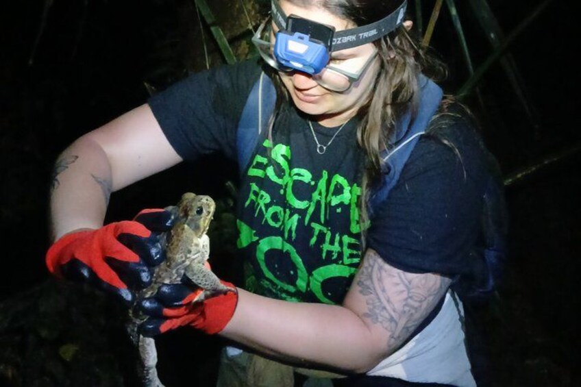 A person wearing a helmet and gloves holding a lizard. 1