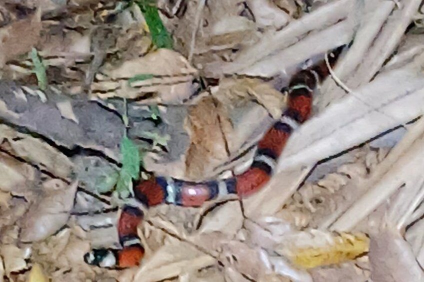 A snake with red, black, and white patterns on a leaf-covered ground. 5