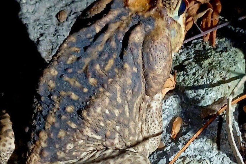 A close-up of a toad with textured skin and visible pores. 3