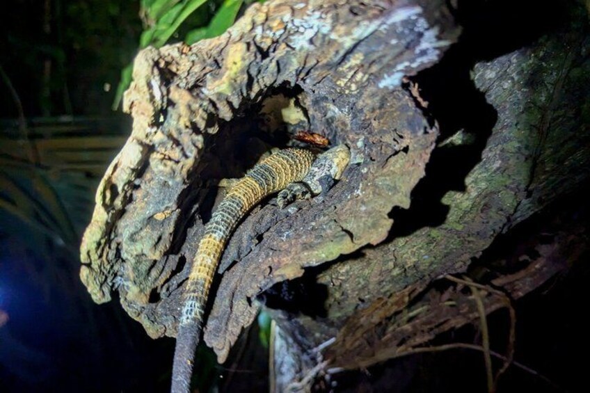 A gecko on a tree branch. 2