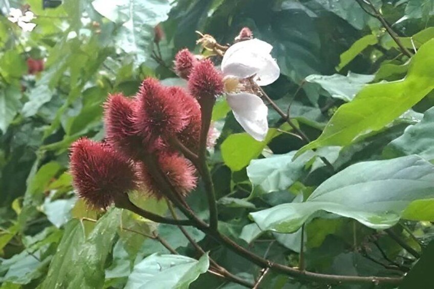 A plant with red spiky flowers and a white flower. 2