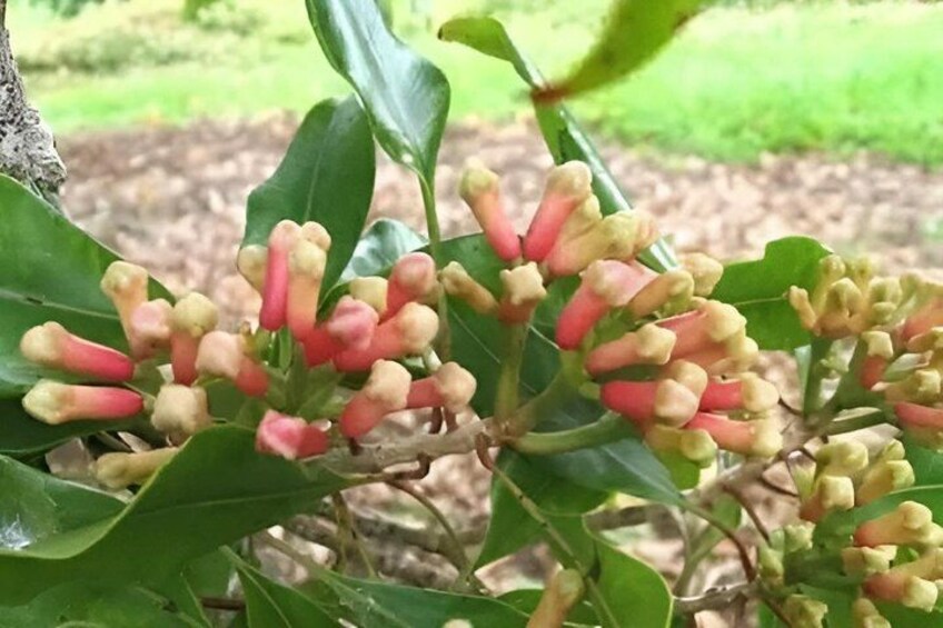 A plant with clusters of pink and green buds. 4