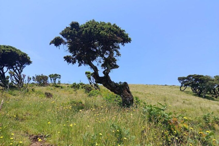 A grassy field with a prominent tree leaning to one side, surrounded by other trees and wildflowers. 2