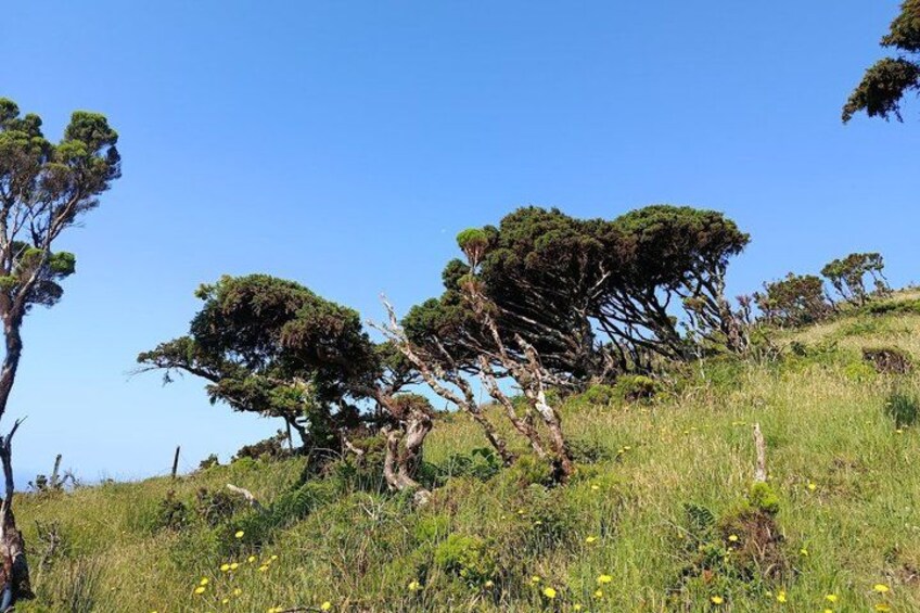 A grassy hillside with scattered trees and yellow flowers. 3