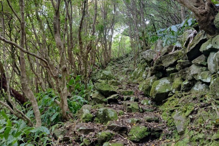 A forested trail with rocks and trees. 1