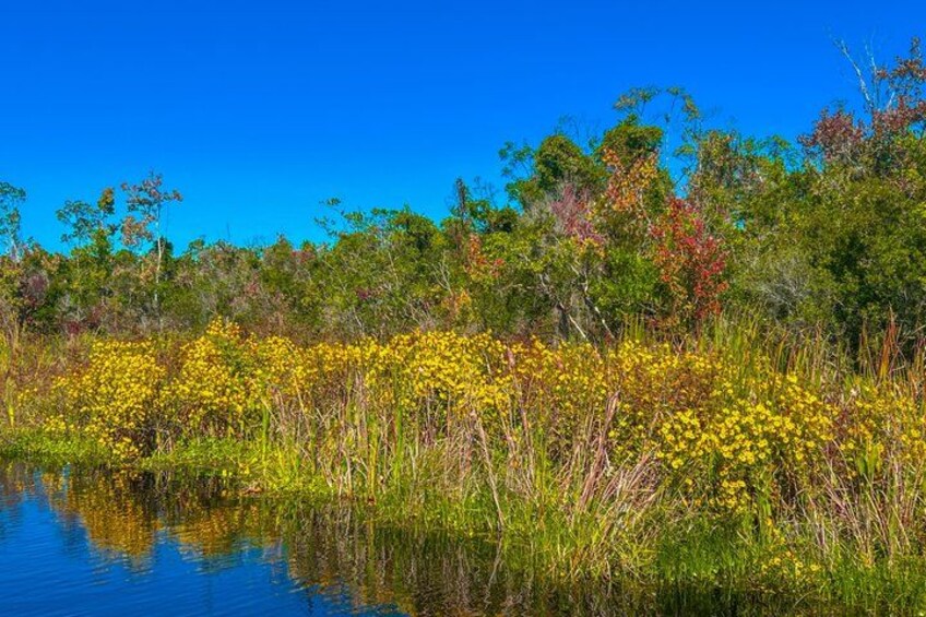A water body surrounded by dense vegetation and trees. 3