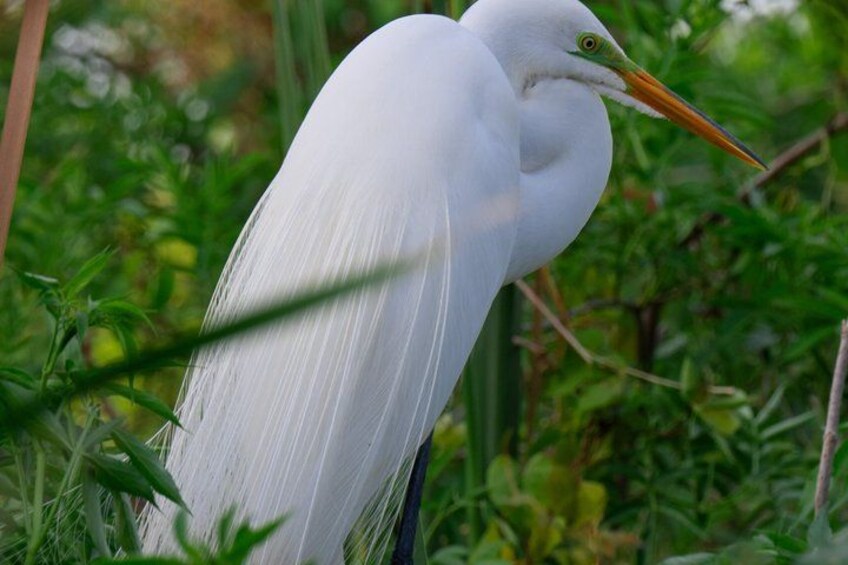 A white bird with an orange beak standing among green foliage. 2