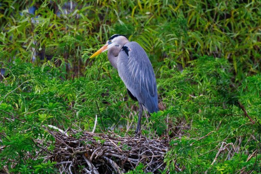 A heron standing on a nest in a grassy area. 4