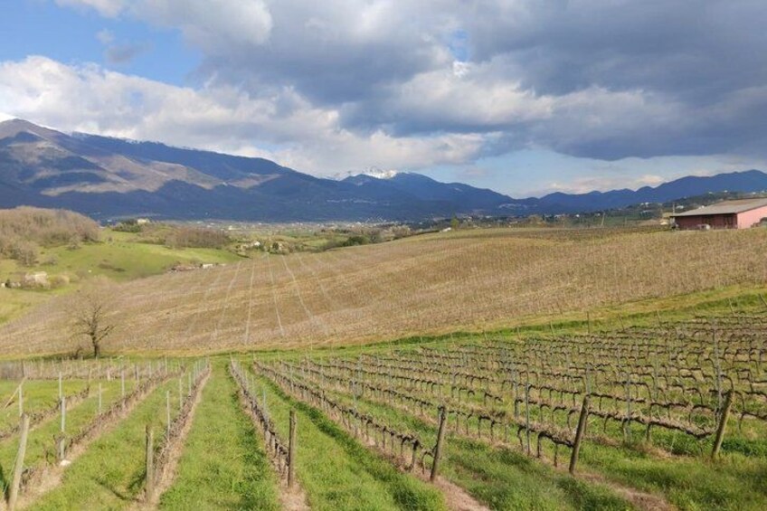 A vineyard with rows of grapevines, a distant mountain range, and a cloudy sky. 1