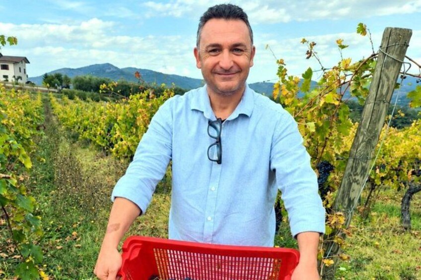 A person in a vineyard holding a red basket. 3
