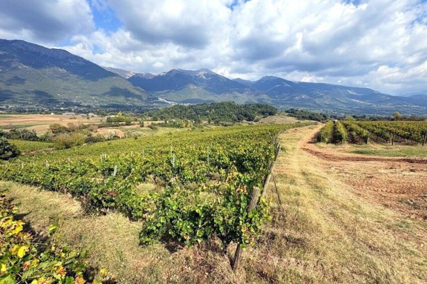 A vineyard with rows of grapevines, a dirt path, and mountains in the background. 1