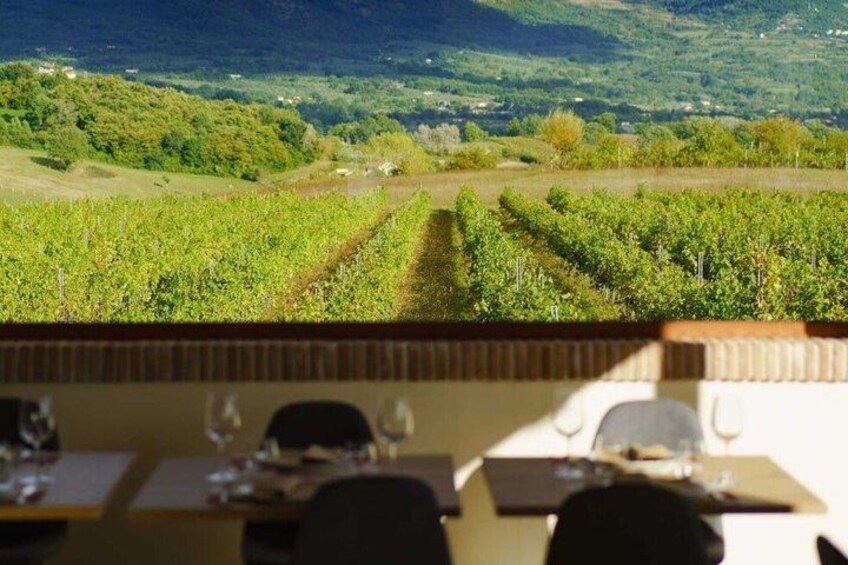 A vineyard with rows of grapevines. 4