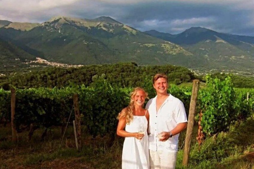 A vineyard with rows of grapevines and a mountainous landscape in the background. 2