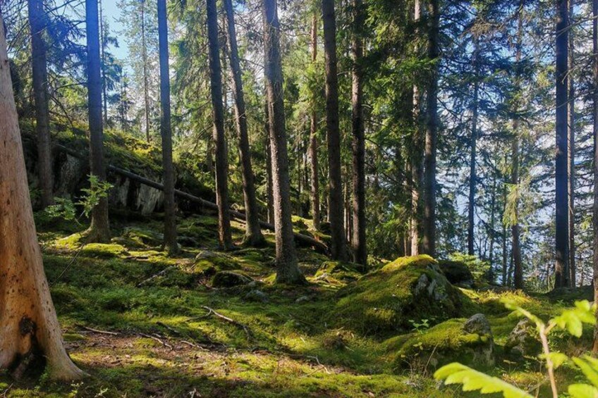 A forest with tall trees, moss-covered ground, and a fallen tree. 1