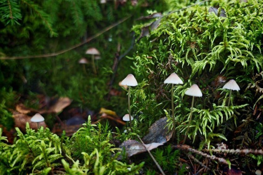 A forest floor with green moss and small white mushrooms. 2